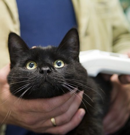 Des vétérinaires pour aider à révéler la violence familiale 9 Des vétérinaires pour aider à révéler la violence familiale - 8
