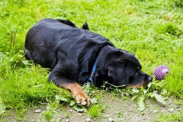Plusieurs rapports de maladie chez des chiens qui ont mangé des aliments mal produits - 24