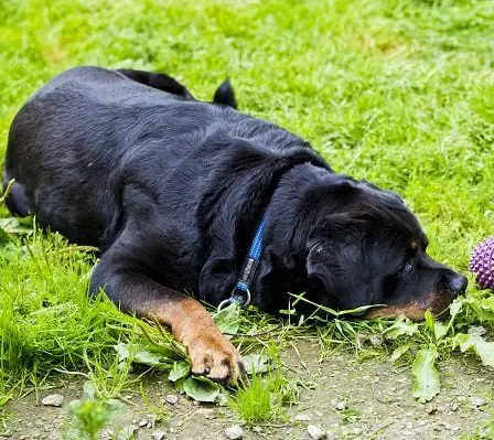 Plusieurs rapports de maladie chez des chiens qui ont mangé des aliments mal produits 30 Plusieurs rapports de maladie chez des chiens qui ont mangé des aliments mal produits - 29