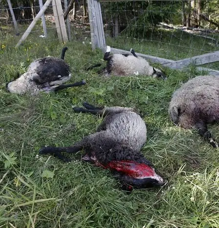 17 moutons pris par le loup à Rendalen 28 17 moutons pris par le loup à Rendalen - 27