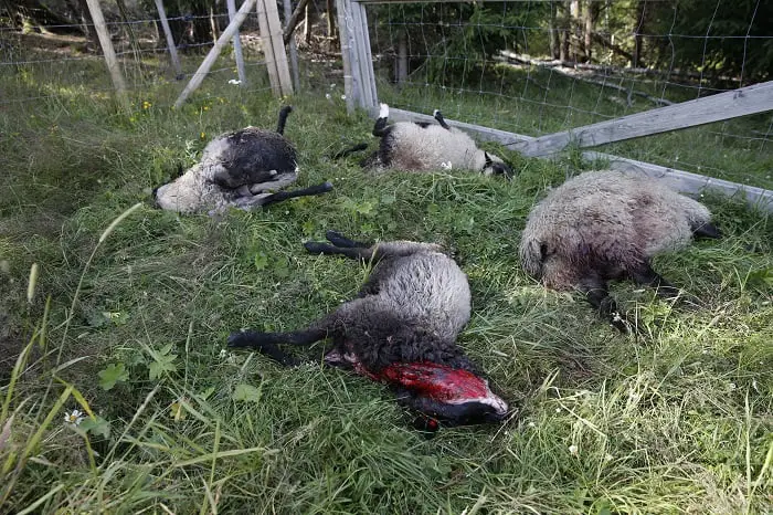 17 moutons pris par le loup à Rendalen 4 17 moutons pris par le loup à Rendalen - 3