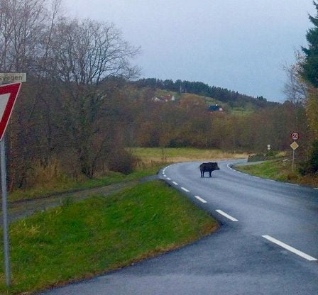 Les sangliers peuvent se propager le long de la côte du sud de la Norvège jusqu'à Trøndelag - 10