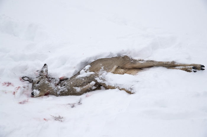 Au moins onze cerfs tués par des chiens en liberté à Oslo 4 Au moins onze cerfs tués par des chiens en liberté à Oslo - 3