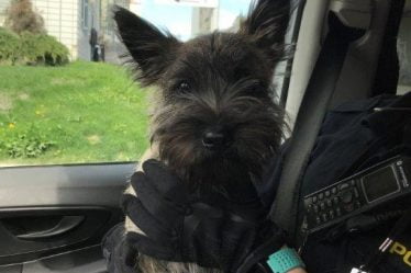 Le chien s'est faufilé hors de sa maison et a pris le bus - 20