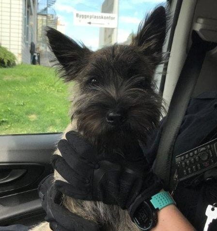 Le chien s'est faufilé hors de sa maison et a pris le bus 5 Le chien s'est faufilé hors de sa maison et a pris le bus - 4