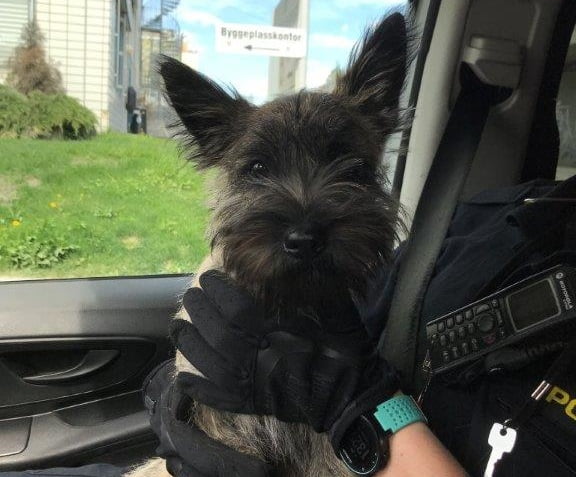 Le chien s'est faufilé hors de sa maison et a pris le bus 4 Le chien s'est faufilé hors de sa maison et a pris le bus - 3