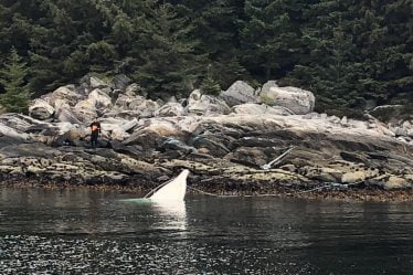 Une femme décède après un accident de bateau à Sogn et Fjordane - 18