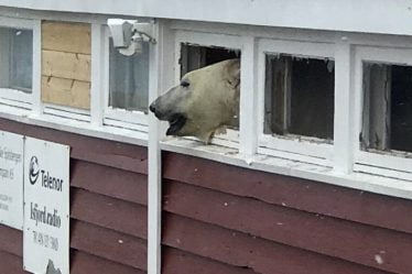 Un ours polaire a fait irruption dans l'entrepôt d'un hôtel à Svalbard - 20