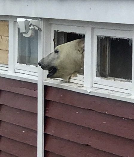 Un ours polaire a fait irruption dans l'entrepôt d'un hôtel à Svalbard 12 Un ours polaire a fait irruption dans l'entrepôt d'un hôtel à Svalbard - 11