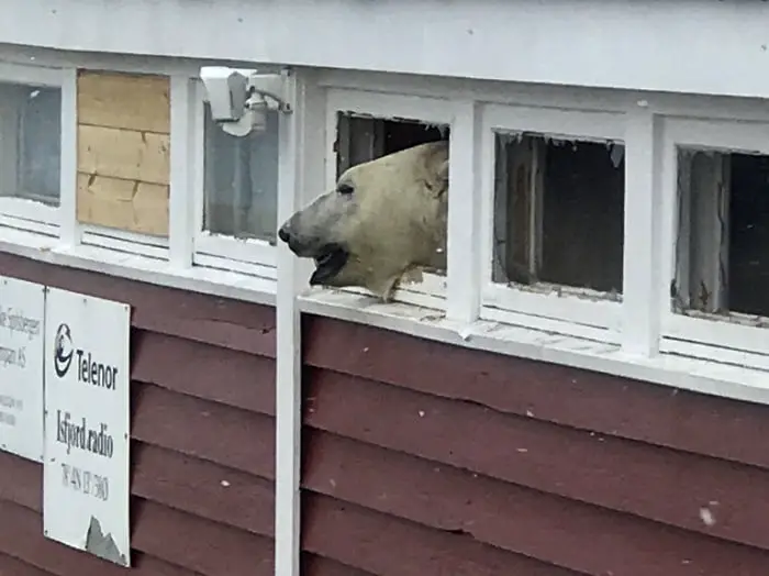 Un ours polaire a fait irruption dans l'entrepôt d'un hôtel à Svalbard 4 Un ours polaire a fait irruption dans l'entrepôt d'un hôtel à Svalbard - 3