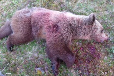 Lierne signale l'abattage d'ours - La Norvège aujourd'hui - 16