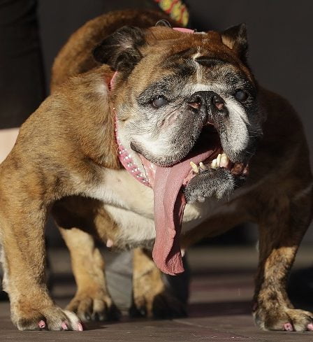 DEAD: Le chien le plus laid du monde - La Norvège aujourd'hui 11 DEAD: Le chien le plus laid du monde - La Norvège aujourd'hui - 10