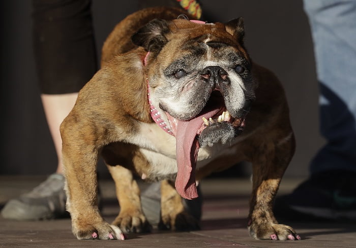 DEAD: Le chien le plus laid du monde - La Norvège aujourd'hui 4 DEAD: Le chien le plus laid du monde - La Norvège aujourd'hui - 3