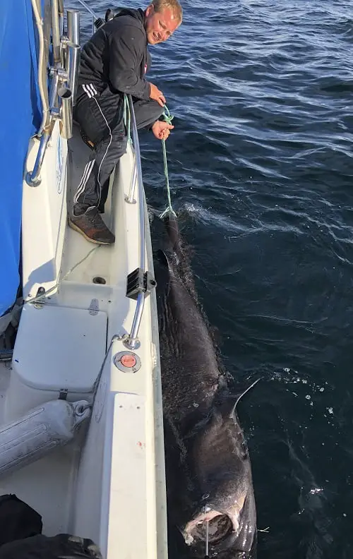 J'ai attrapé un requin de trois mètres de long 8 J'ai attrapé un requin de trois mètres de long - 7