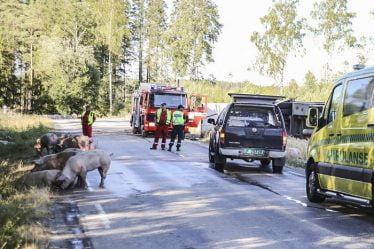 Des porcs s'échappent après le naufrage de leur véhicule de transport - 16