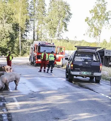 Des porcs s'échappent après le naufrage de leur véhicule de transport - 25