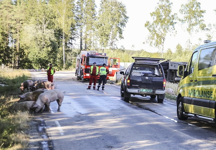 Des porcs s'échappent après le naufrage de leur véhicule de transport 4 Des porcs s'échappent après le naufrage de leur véhicule de transport - 3