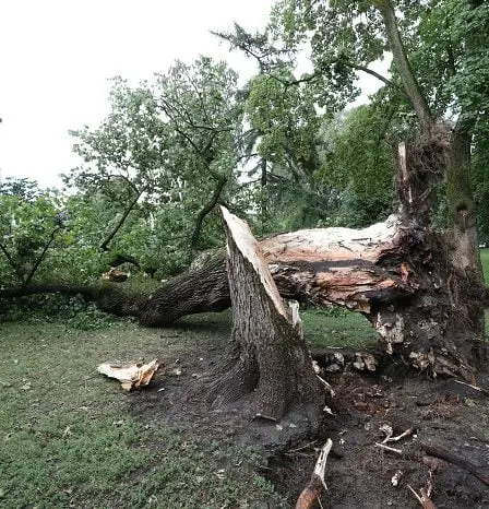 Un grand arbre est tombé dans un parc à Oslo 32 Un grand arbre est tombé dans un parc à Oslo - 31