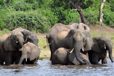 90 éléphants retrouvés morts au Botswana - 16