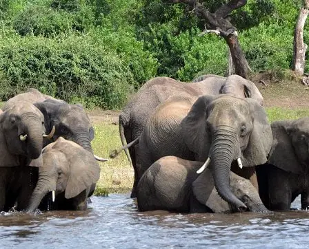90 éléphants retrouvés morts au Botswana 20 90 éléphants retrouvés morts au Botswana - 19