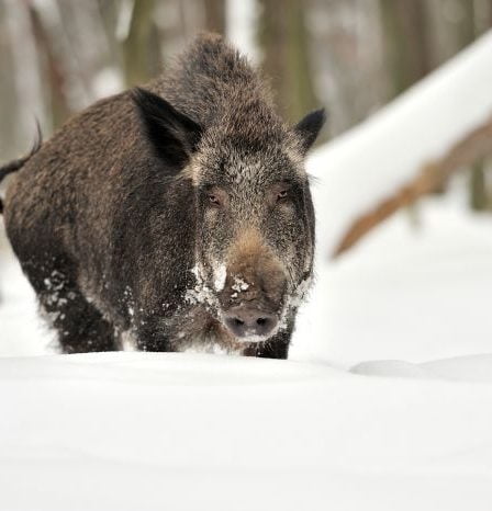 Le nombre de sangliers augmente en Norvège - 16
