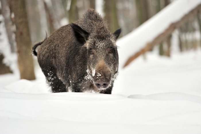 Le nombre de sangliers augmente en Norvège - 3