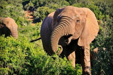 Des éléphants et des tigres tuent une personne chaque jour en Inde - 60
