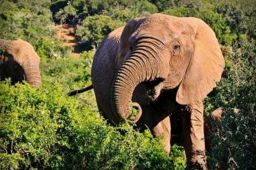 Des éléphants et des tigres tuent une personne chaque jour en Inde - 18