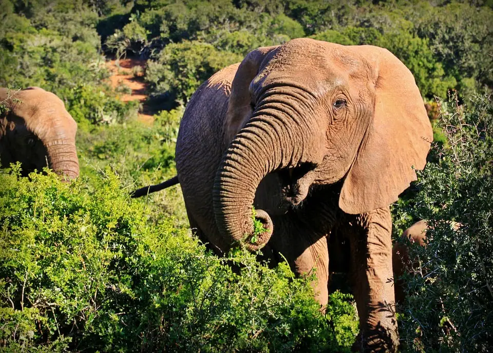 La Journée mondiale de l'éléphant est célébrée pour la sixième année consécutive 4 La Journée mondiale de l'éléphant est célébrée pour la sixième année consécutive - 3