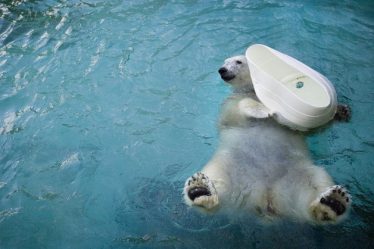 Le plus vieil ours polaire captif du monde est mort - 20