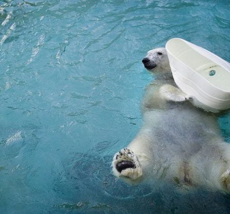 Le plus vieil ours polaire captif du monde est mort 2 Le plus vieil ours polaire captif du monde est mort - 1