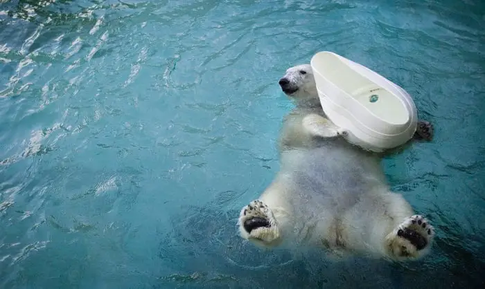 Le plus vieil ours polaire captif du monde est mort 4 Le plus vieil ours polaire captif du monde est mort - 3
