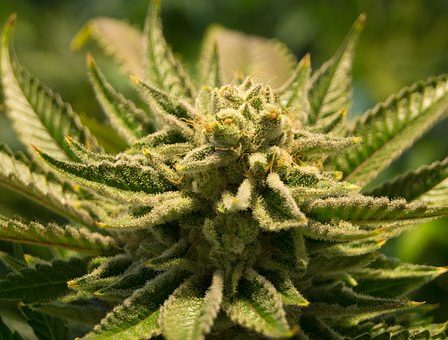Les médecins danois disent non aux prescriptions de cannabis 5 Les médecins danois disent non aux prescriptions de cannabis - 4