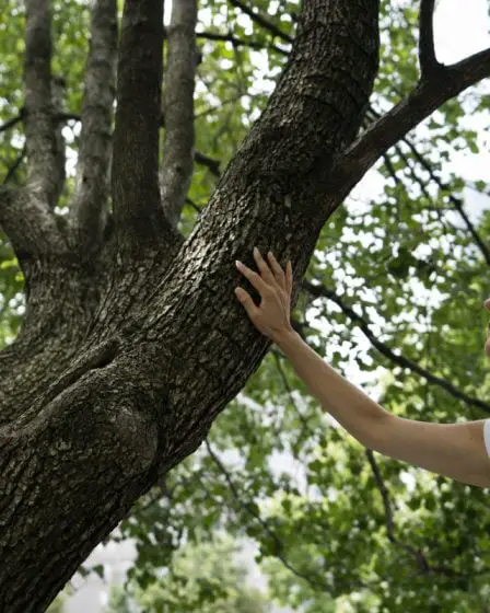 Le musée du 11 septembre à New York fera don de deux arbres à la Norvège en signe de solidarité après l'attaque terroriste - 13