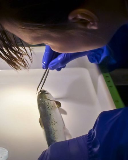 Grâce à la recherche sur le saumon, la Norvège est au sommet de l'Europe en matière d'expérimentation sur les animaux - 22