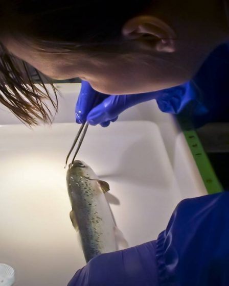 Grâce à la recherche sur le saumon, la Norvège est au sommet de l'Europe en matière d'expérimentation sur les animaux 38 Grâce à la recherche sur le saumon, la Norvège est au sommet de l'Europe en matière d'expérimentation sur les animaux - 37