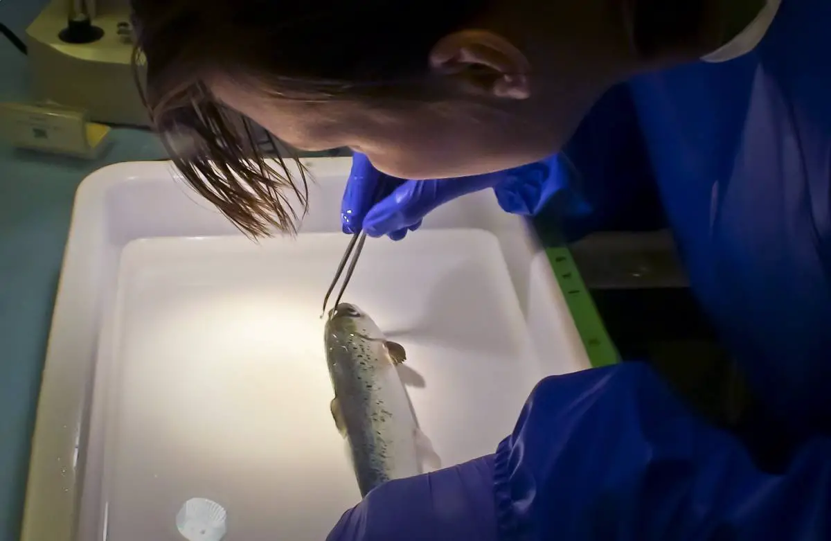 Grâce à la recherche sur le saumon, la Norvège est au sommet de l'Europe en matière d'expérimentation sur les animaux - 3