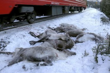 Un autre groupe de rennes percuté par un train dans le Nordland - 18