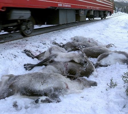 Un autre groupe de rennes percuté par un train dans le Nordland 14 Un autre groupe de rennes percuté par un train dans le Nordland - 13