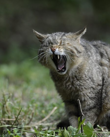 Les chats tuent un million d'oiseaux australiens par jour 2 Les chats tuent un million d'oiseaux australiens par jour - 1