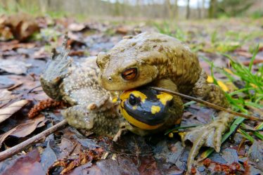 Les salamandres norvégiennes sont menacées par un champignon mortel - 16