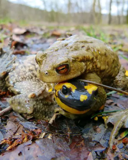 Les salamandres norvégiennes sont menacées par un champignon mortel 9 Les salamandres norvégiennes sont menacées par un champignon mortel - 8