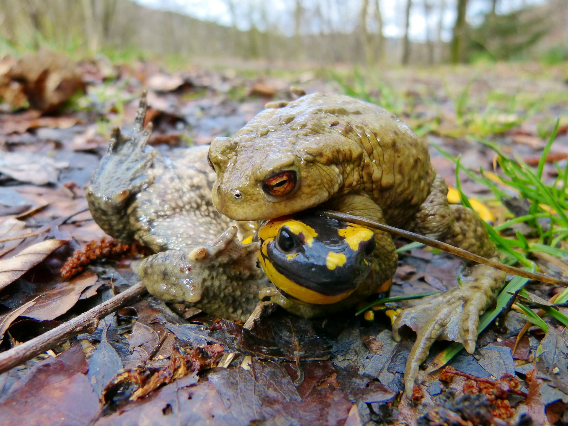 Les salamandres norvégiennes sont menacées par un champignon mortel - 3