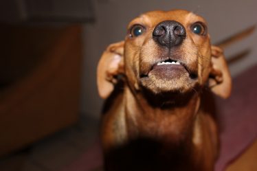 Les vétérinaires veulent interdire l'importation de chiens de rue - 20
