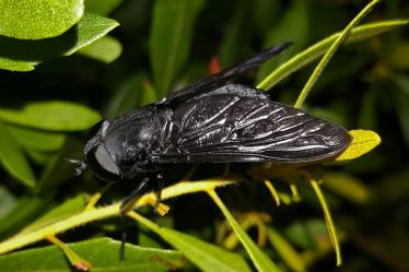 Les scientifiques préviennent que les insectes disparaissent en grand nombre - 18