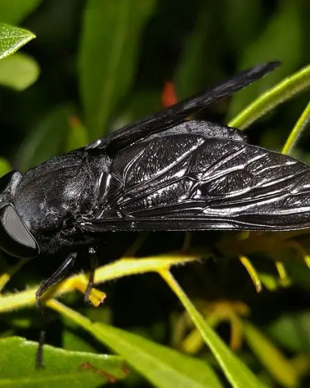 Les scientifiques préviennent que les insectes disparaissent en grand nombre 30 Les scientifiques préviennent que les insectes disparaissent en grand nombre - 29