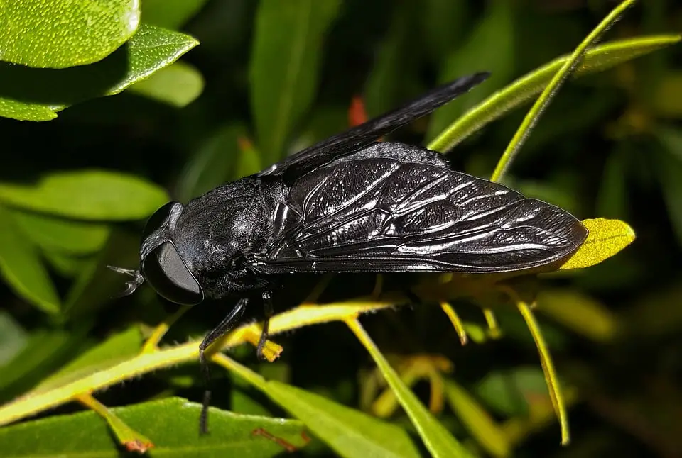 Les scientifiques préviennent que les insectes disparaissent en grand nombre 4 Les scientifiques préviennent que les insectes disparaissent en grand nombre - 3