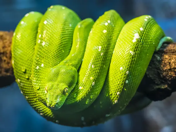 À partir de mardi de cette semaine, les reptiles de compagnie sont devenus légaux - 3