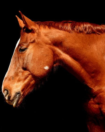 Chevaux égarés à plusieurs endroits 14 Chevaux égarés à plusieurs endroits - 13