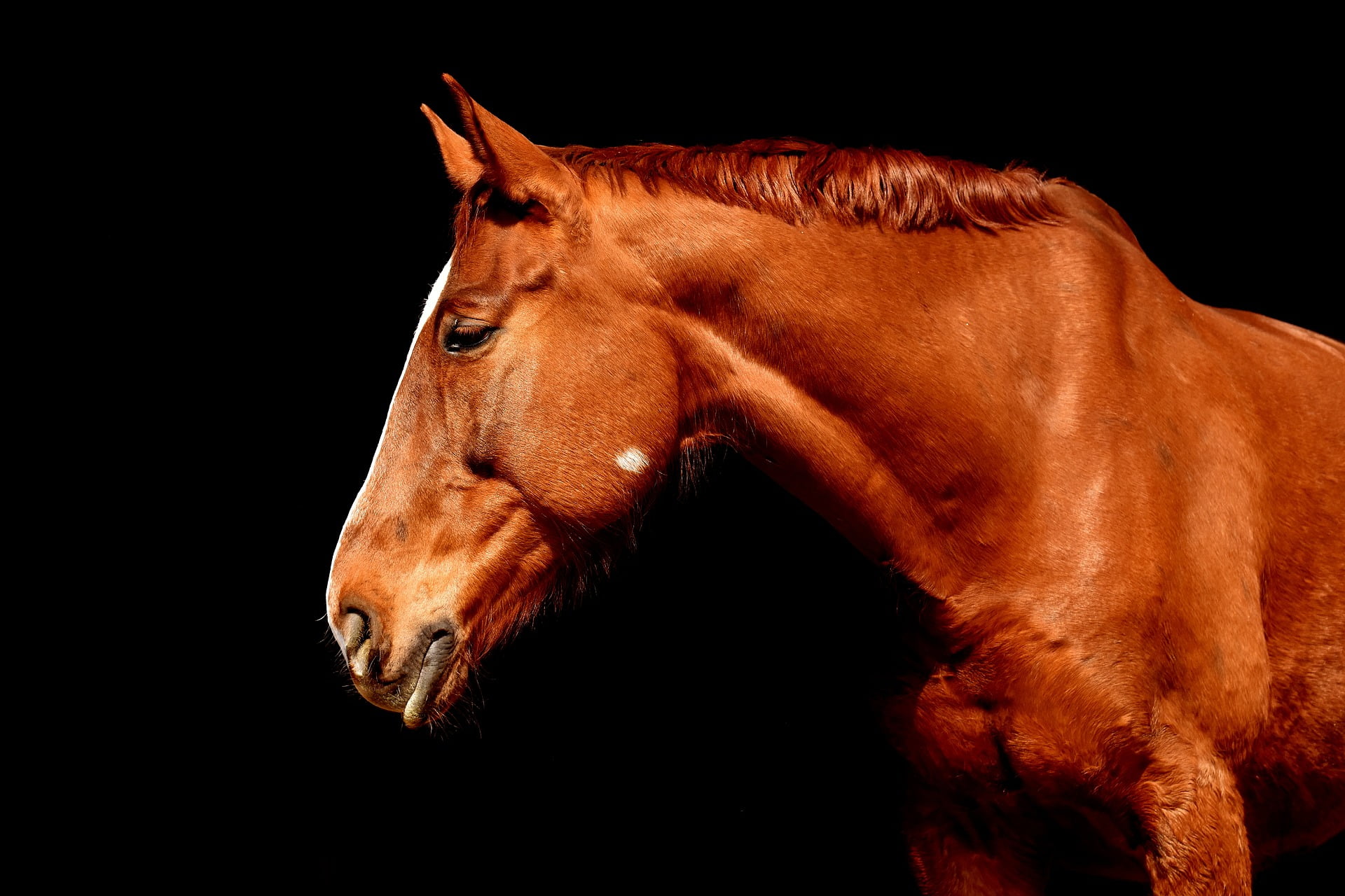 Chevaux égarés à plusieurs endroits 4 Chevaux égarés à plusieurs endroits - 3